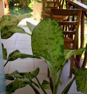 Siquijor Hotel | D's Oceanview Beach Resort
