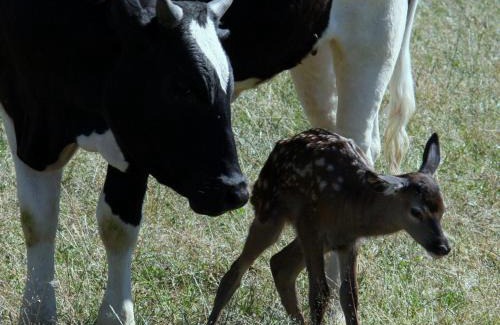 Forcalquier House | Domaine du Bas Chalus