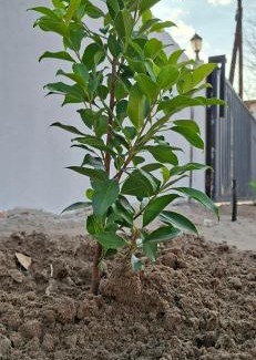 Maun Hotel | DREAMS INN guest house