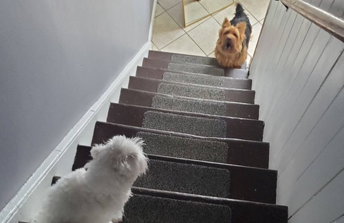 Town of Wappinger Apartment | Dutchess County 3 Bedroom, Family and dog friendly 8 mins Beacon and Metro North