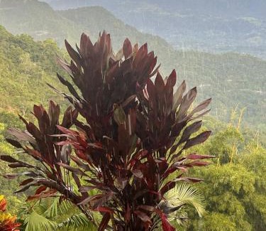 Sasaima Apartment | Eco hotel finca porvenir