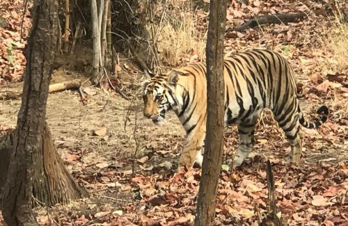 Umaria Resort | Emerald Tiger Retreat