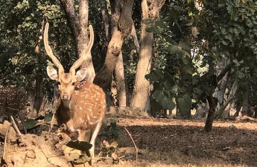 Umaria Resort | Emerald Tiger Retreat