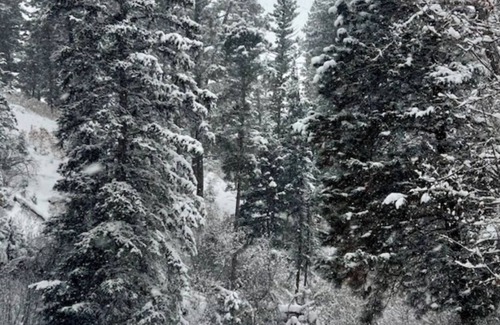 Taos Cabin | Enchanting cabin with modern amenities, private and immersed in nature.