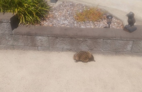 Blackheath Apartment | Escarpment views from your bed and snug underfloor heating.