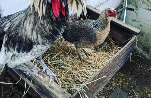 Hollister House | Farm Stay๐ฎ ๐ฅ ๐ ๐ฅ