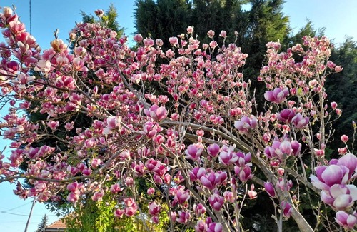 Szombathely Apartment | Fehérvadász Vendégház