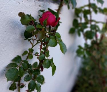 Damuels House | Ferienhaus Erath