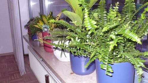 Altengronau Apartment | Ferienwohnung in ehemaliger Bank