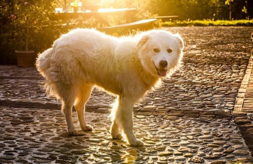 Castel Giorgio Apartment | Flat Walnut