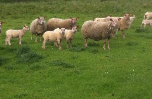 Saint-Jory-de-Chalais House | Gîte Naturel au Périgord Limousin, Animaux Admis, Wi-Fi Gratuit - FR-1-616-78