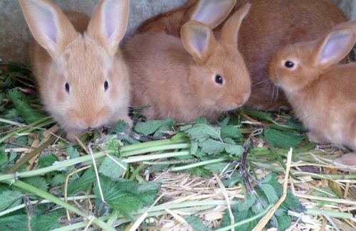 Criquetot-le-Mauconduit House | Gite Criquetot-le-Mauconduit, 2 bedrooms, 5 persons