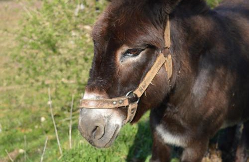 Jayac House | Gite La Grange - Proche Sarlat