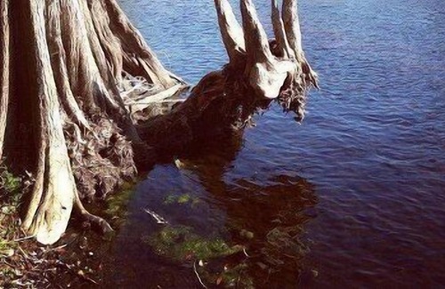 Fort White House | "Glamping" at the Lazy Turtle Lodge - Turtle Palace Unit