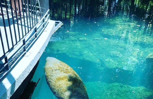 Citrus Springs RV Rental | Glamping near beautiful springs and manatees!