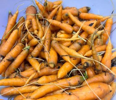 Bardia Bed & Breakfast | Good Karma Homestay