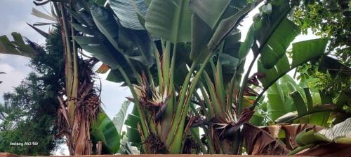 Rwamagana Bed & Breakfast | GUESTHOUSE MAC Terranova