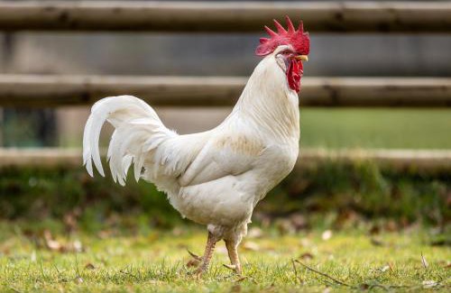 Steinfeld House | Gut Neuwerk