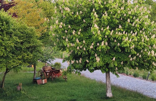 Buhlau Apartment | HexenburgbeiDresden 3 Zimmer Architektengaleriewohnung mit eigener Sauna, 2 Kaminen - Nähe Sächsische Schweiz