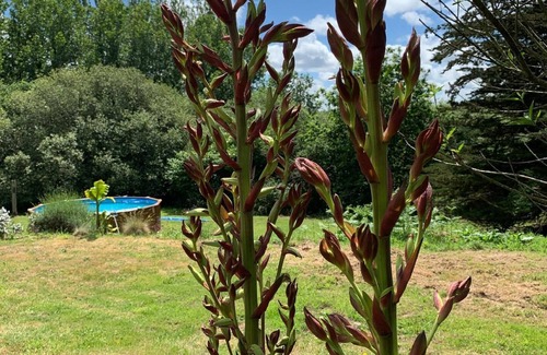 Plounerin House | Holiday house Plounérin for 1 - 2 persons with 1 bedroom - Row house