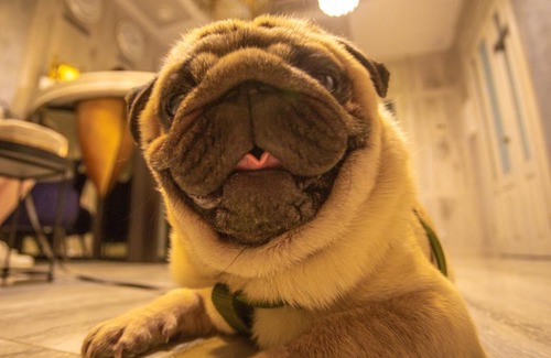 Petrovskoye Hotel | Hotel "Mandarin Clubhouse"