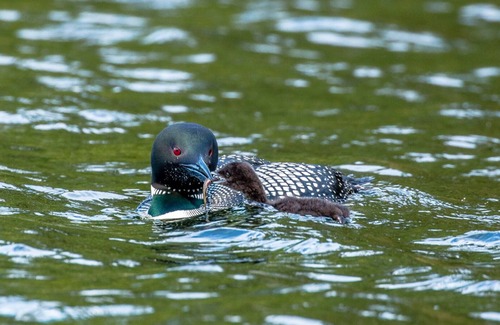 Lake Shore House | Ideal Location on Level, Sandy Shore on Beautiful Gull Lake in Brainerd Lakes