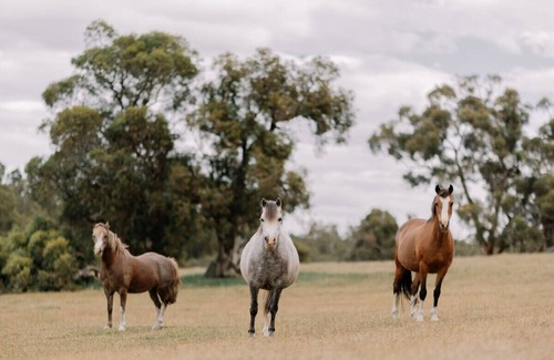 Keysbrook Cabin | Jana the Tiny Cabin in Serpentine