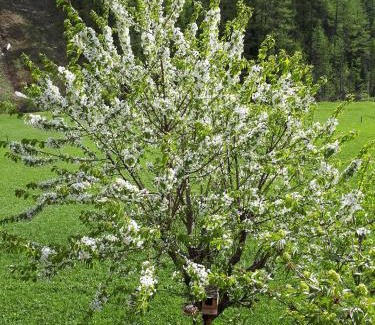 Predoi Apartment | Klaus Prettau