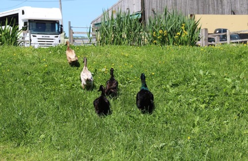 Corscombe Other | Knapp Farm Glamping Lodge 2