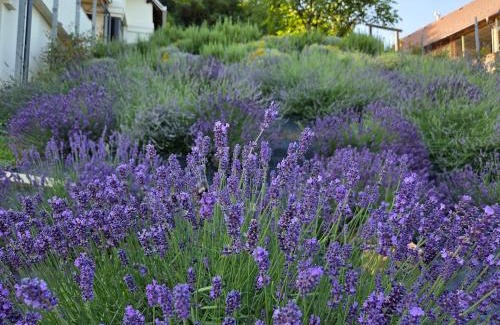 Medimurje Villa | Kuća za odmor MIRTA