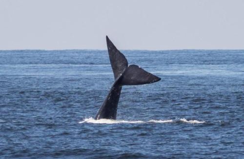 Rocha House | La Marea. Cabaña en el bosque, a pasos del mar