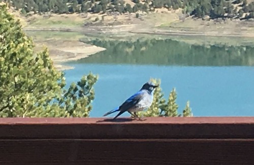 Trinidad Cabin | Lake View Cabin, Your Fall Getaway!