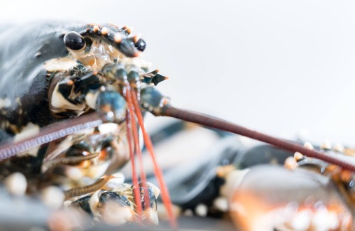 Ushant Cottage | Large and cosy gîte in the heart of Ushant Island