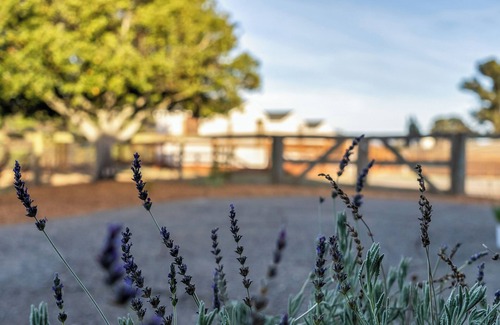 Petaluma House | Lavender Hill Farm 30+ Day Rental