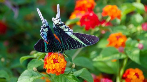 Capesterre-Belle-Eau House | le "BWA ' KAO"