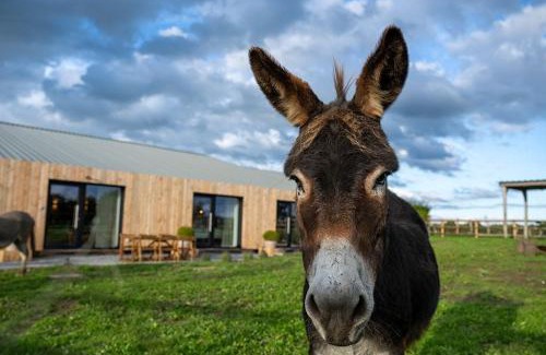 Lontzen House | Le Marzelheide 2