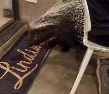 Hoedspruit Cabin | Lindiwe Safari Lodge