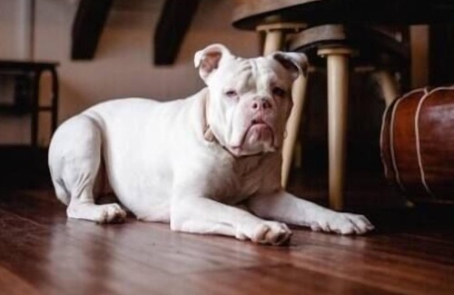 Lion's Head Cabin | Little Lake Lookout: Beach, Views, Dock, Dogs!