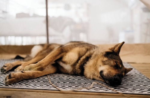 Delta RV Rental | Luxury Spacious Glamping, Lake View, Grill, Pool, Pet Friendly, Swim