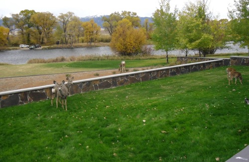 Ennis House | Madison River Front Home, Fishing Retreat, Walk to Ennis