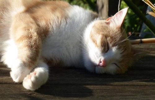 Sainte-Opportune House | Maison de charme en Normandie, avec jardin arboré et WiFi - FR-1-497-220