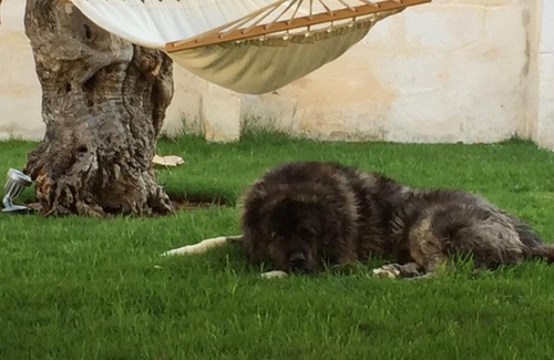 Fasano House | Masseria Torre Del Diamante