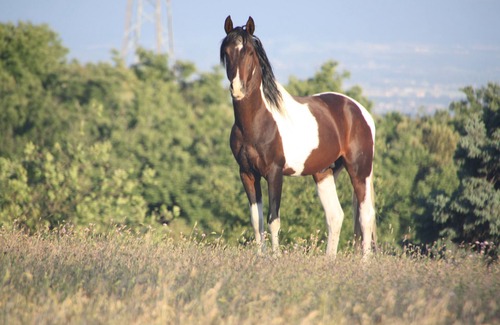 Perche-en-Noce House | Modern comfort in a 17th century farmhouse on our Arabian horse farm