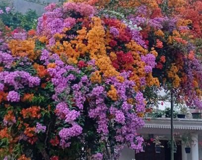 Kedavur House | Moon moon Garden