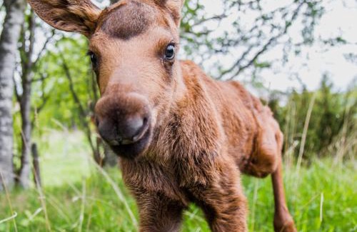 Orrviken House | Moose Garden