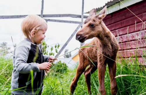 Orrviken House | Moose Garden