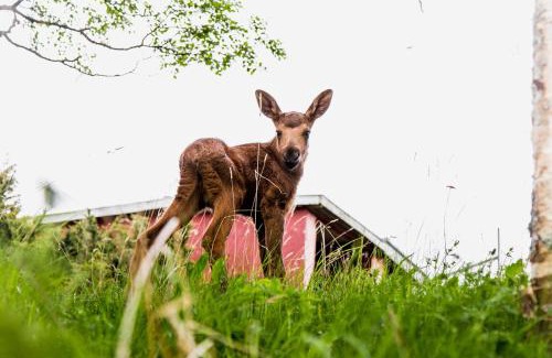 Orrviken House | Moose Garden