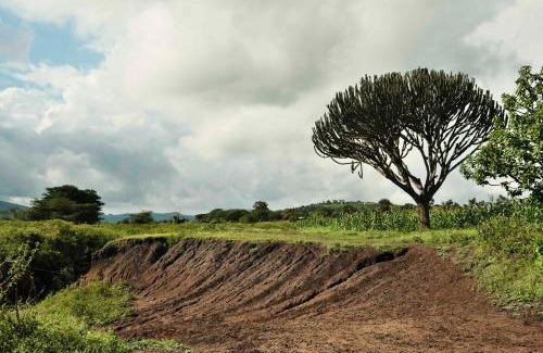 Arusha House | MSOVI Nest