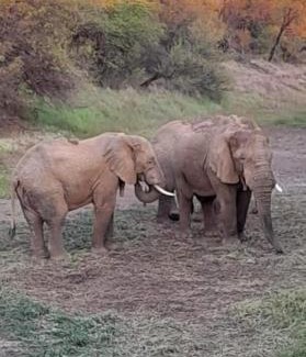 Kareeberg House | Ndlovu 41 inside the Dinokeng Big 5 Game Reserve