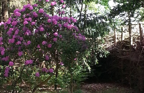 Geestland Apartment | NEW 2015: apartment with 8000 sqm dog walkers, in Cottage, upper floor, 45sqm